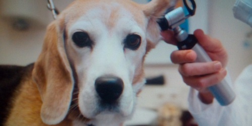 Clinica Veterinaria Vidazoo Barbosa