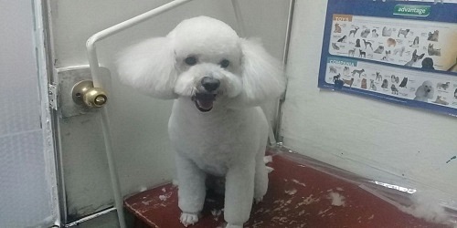 SPA DOGLEGS CANINO Y FELINO