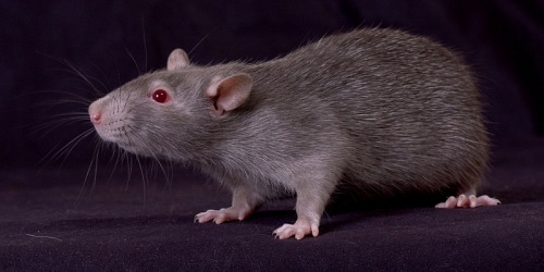 Value Pest Control