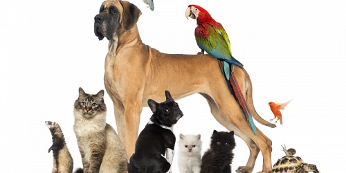 Uvongo Pet Paradise