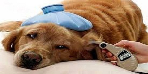 Hospital Veterinario K-ninos