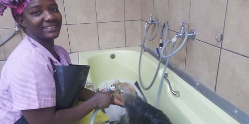 Pinkeys Doggy Parlour