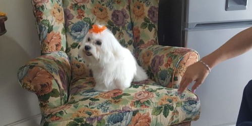 Pinkeys Doggy Parlour