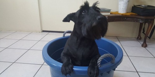 Pinkeys Doggy Parlour