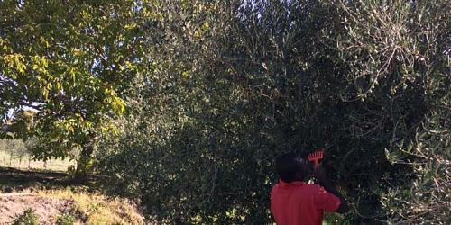 OLEIFICIO BOVO RACALMUTO MOLITURA BIOLOGICA