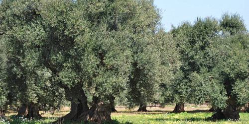 OLEIFICIO BOVO RACALMUTO MOLITURA BIOLOGICA