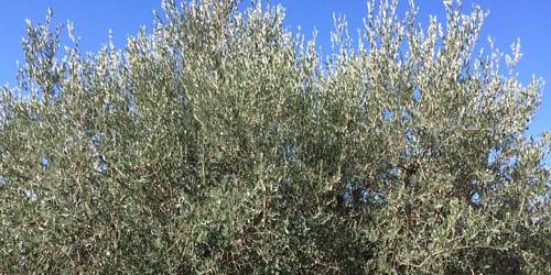 OLEIFICIO BOVO RACALMUTO MOLITURA BIOLOGICA