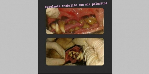 Centro Asistencial Veterinario Kittys And Puppys
