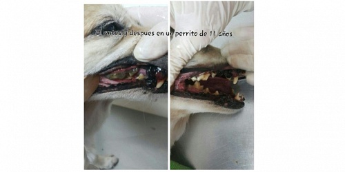 Centro Asistencial Veterinario Kittys And Puppys