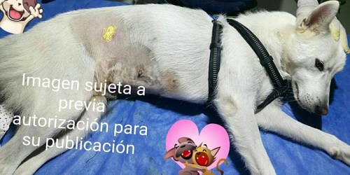 Centro Asistencial Veterinario Kittys And Puppys