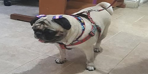 Veterinaria La Mota