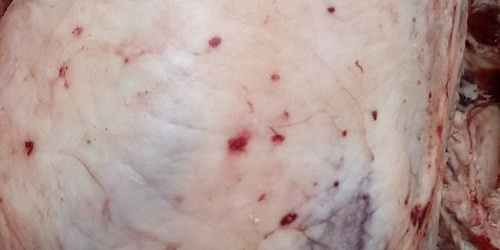 EL IMPERIO DE LAS CARNES
