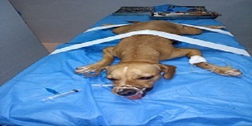 PET MARKET CLINICA VETERINARIA