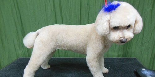 LOVE A PET GROOMING PARLOUR