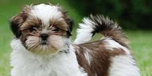 LOVE A PET GROOMING PARLOUR