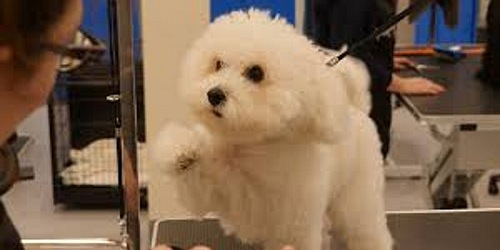 LOVE A PET GROOMING PARLOUR