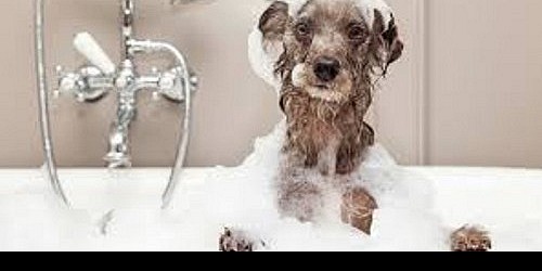 LOVE A PET GROOMING PARLOUR