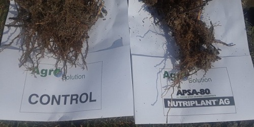 AGRO SOLUTION LLC