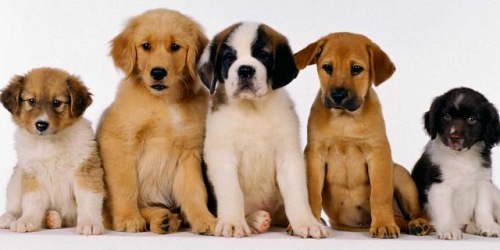 Clinica Veterinaria Benet