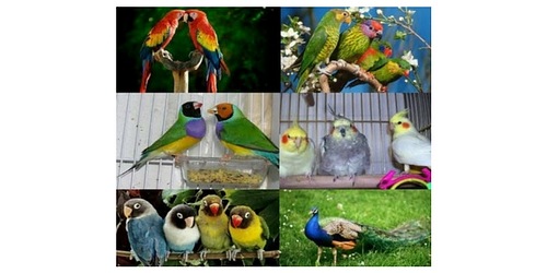 pet shop anaco c.a