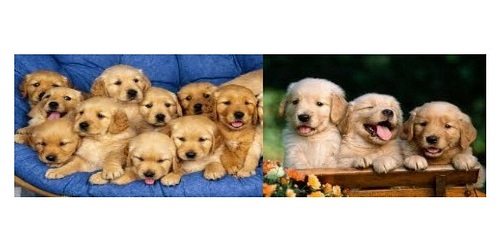 pet shop anaco c.a