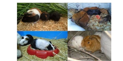 pet shop anaco c.a