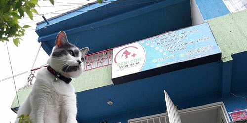 Vet House Veterinarios Armenia