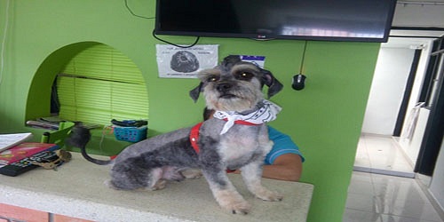 Vet House Veterinarios Armenia