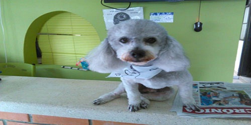 Vet House Veterinarios Armenia