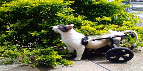 Vet House Veterinarios Armenia