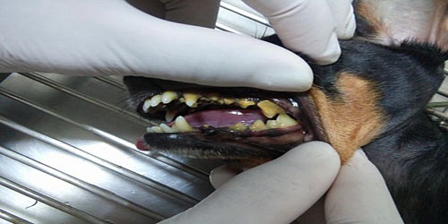 Vet House Veterinarios Armenia