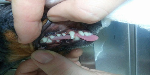 Vet House Veterinarios Armenia