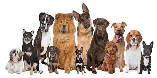 ANIMALINDOS CENTRO DE ESTÉTICA MASCOTAS