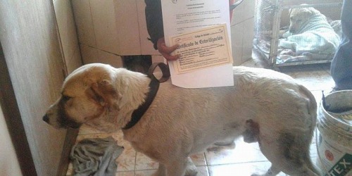 VETERINARIA AMERICANA SOPOCACHI
