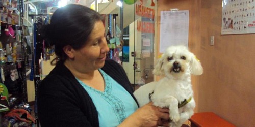VETERINARIA AMERICANA SOPOCACHI
