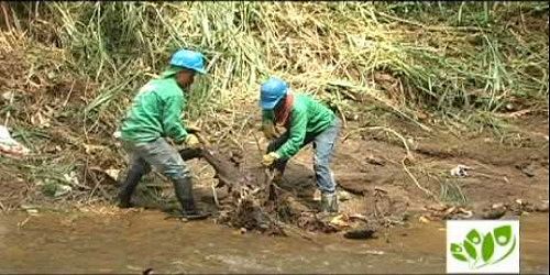 Servicio Poda de Árboles, Mantenimiento Jardines, Alquiler