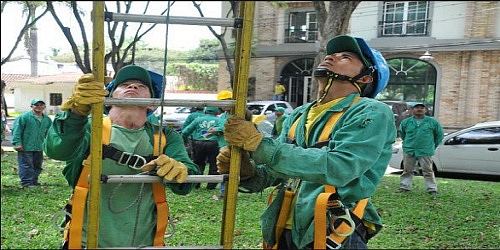 Servicio Poda de Árboles, Mantenimiento Jardines, Alquiler