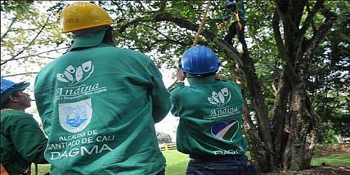 Servicio Poda de Árboles, Mantenimiento Jardines, Alquiler