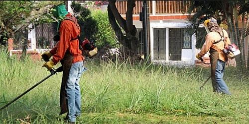 Servicio Poda de Árboles, Mantenimiento Jardines, Alquiler