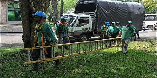 Servicio Poda de Árboles, Mantenimiento Jardines, Alquiler