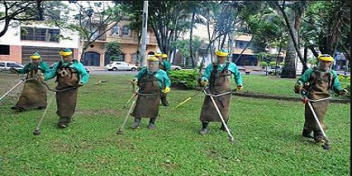 Servicio Poda de Árboles, Mantenimiento Jardines, Alquiler