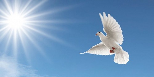 associazione volontariato SAN GIUSEPPE