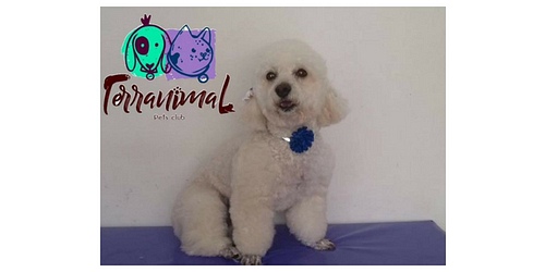 TERRANIMAL PETS CLUB.