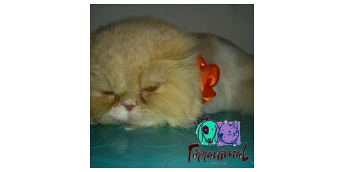 TERRANIMAL PETS CLUB.