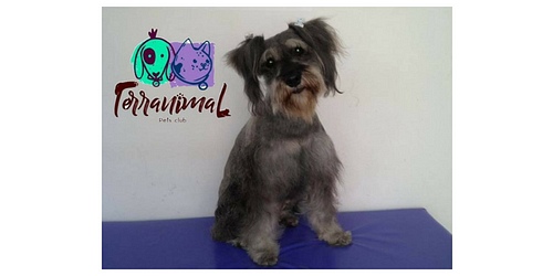 TERRANIMAL PETS CLUB.