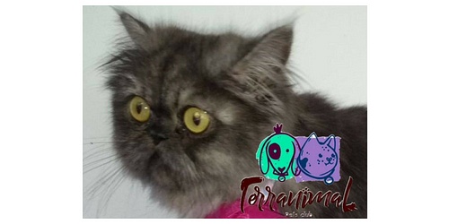 TERRANIMAL PETS CLUB.