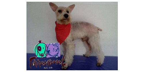 TERRANIMAL PETS CLUB.