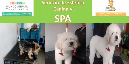 CLÍNICA VETERINARIA MUNDO ANIMAL COYOACÁN