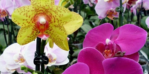 TUS FLORES Floristería