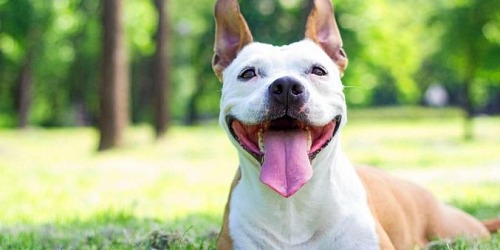 Ohana Pets Consultorio Veterinario Cali